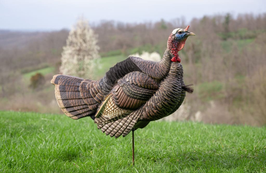DSD posturing jake decoy giveaway feature image