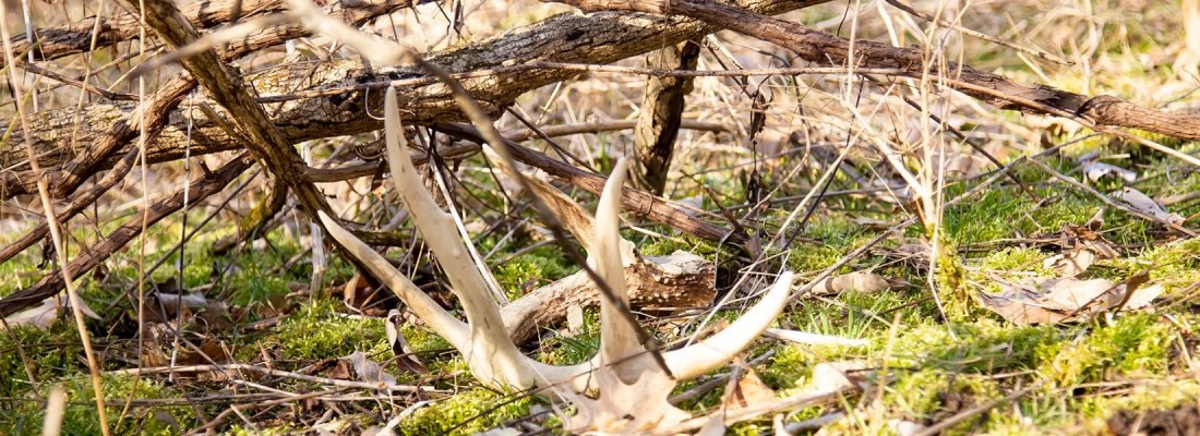 2019-Shed-Hunting-Feature